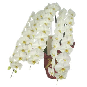 Ӓ   3{ 60ֈȏphal-w-3f60