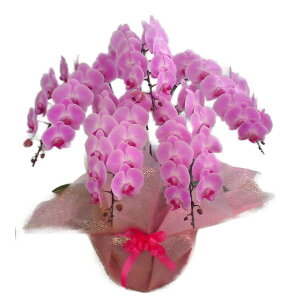 Ӓ  sN 5{ 60ֈȏ10000126