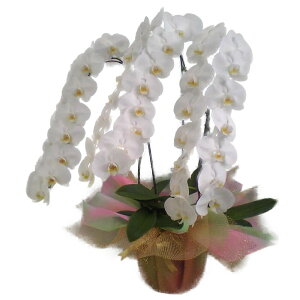 Ӓ   3{ 50ֈȏ10000127