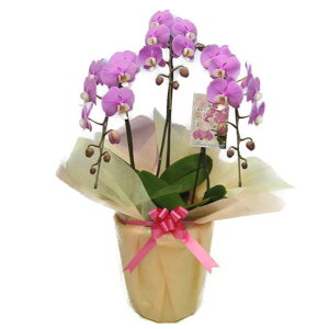 Ӓ  ZgA ق̂ sNٔbv 3{ 30ֈȏphal-p-ch-3f30