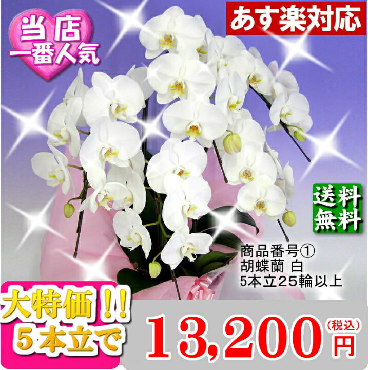 75 以上節約 お祝い 3万円 胡蝶蘭 大輪 社長就任 3本立ち