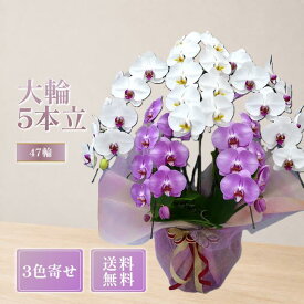 胡蝶蘭 大輪 5本立ち 47輪以上 3色寄せ 白 ピンク 白赤リップ 豪華 花 ギフト 御祝 開店祝い 就任祝い 開業祝い 移転祝い 昇進祝い 栄転祝い 当選祝い 周年祝い 法人ギフト 立札＆ラッピング無料 送料無料