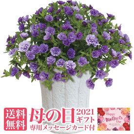 楽天市場 鉢植え 花 長持ちの通販