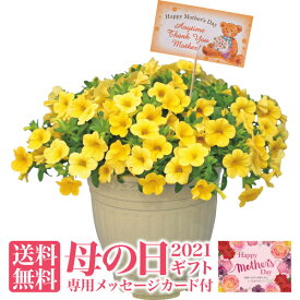 楽天市場 鉢植え 花 長持ちの通販