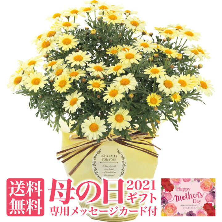 楽天市場 送料無料 母の日ギフト マーガレット鉢植え ハッピーイエロー 母の日 ギフト 花 お花 鉢植え 5号 鉢 5号鉢 花鉢 お花 カラー 黄色 鉢植え 花 長持ち 可愛い かわいい おしゃれ フラワー ギフト 女性 母の日 ギフト 母の日 プレゼント 母の日 21