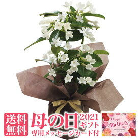 楽天市場 ジャスミン 鉢植えの通販 楽天市場 ジャスミン 鉢植えの通販
