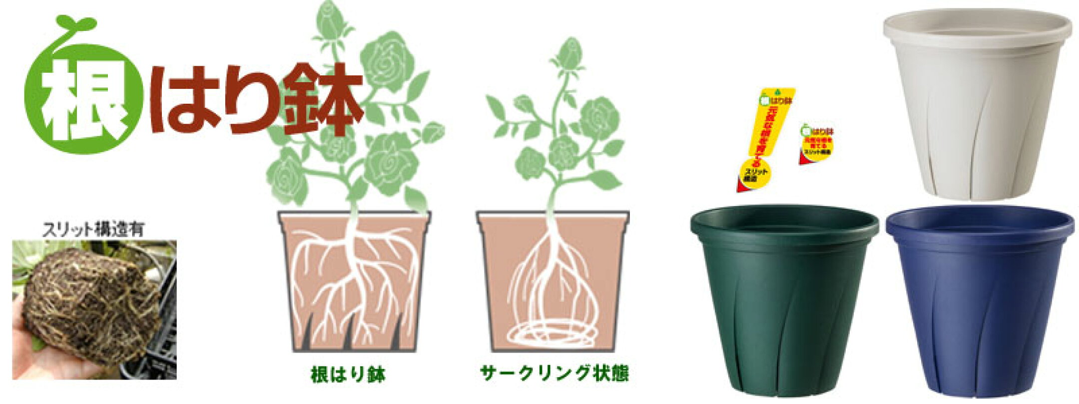 根はり鉢