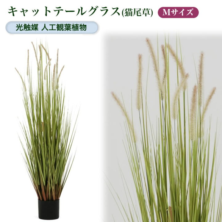 楽天市場】光触媒人工観葉植物M キャットテールグラス（猫尾草）【鉢 