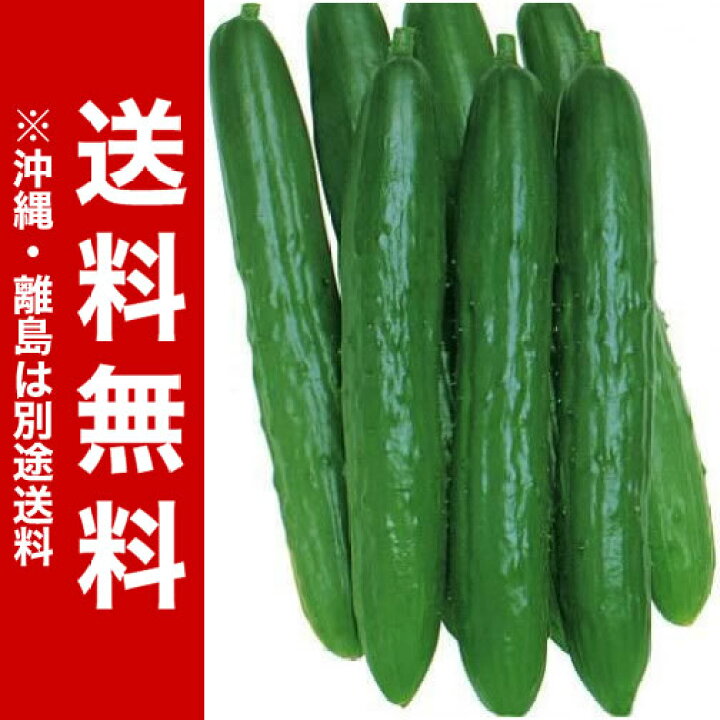 楽天市場 キュウリ苗 北進 節成 3号ポット15株セット 野菜苗 送料無料 05p24jun13 Rcp 05p03dec16 よろずや倉庫 楽天市場 キュウリ苗 北進 節成 3号ポット15株セット 野菜苗 送料無料 05p24jun13 Rcp 05p03dec16 よろずや倉庫