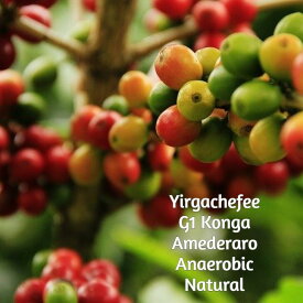 コーヒー 生豆 エチオピア イルガチェフェ G1コンガ アメデラロ アナエアロビコ ナチュラル スペシャリティコーヒー