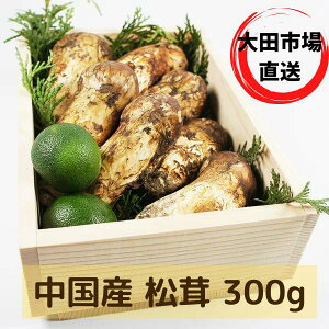  ܂ Y p Mtgp 300g ؔ LTCY X_`2t