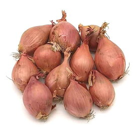 ベルギーエシャロット ?chalote 1kg