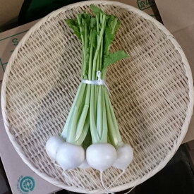 かぶ　5玉