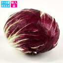 トレヴィス(トレビス)