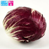 トレヴィス(トレビス)