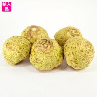 セロリアック(根セロリ Celeriac) 箱売