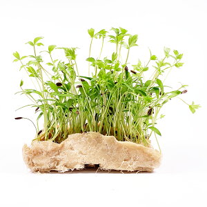 ZpZ }CNn[u _ Murakami Farm