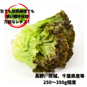 サニーレタス バラ売り 250〜350g程度 長野 茨城 千葉 国産 サラダ