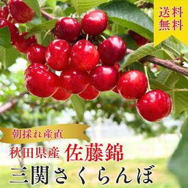 【8/4お買い物マラソン/ポイント最大11倍】【収穫中！即日発送】さくらんぼ 佐藤錦 Lサイズ 紅秀峰 父の日 ギフト 秋田 サクランボパック200g 送料無料 三関 さくらんぼ さくらんぼ サクランボ 秋田 三関 チェリー フルーツ 果物 佐藤錦 紅てまり