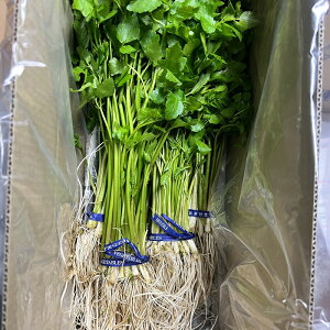 Oւ Z Hc Z    Vs  Ԃ s O֎Y 䂹 痿  Mtg  ƒ  Vs  񂹃O Y  Hc