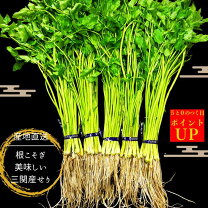 楽天市場】せり 根の通販