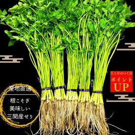 三関せり セリ 秋田 セリ鍋 芹 鍋 直売所 レシピ 根っこ しゃぶしゃぶ 湯沢市 三関産せり 仙台せり 鍋料理 送料無料 ギフト 野菜 家庭 料理 レシピ 野菜 お取り寄せグルメ 産直 限定野菜 秋田伝統野菜 蒸し料理 肉巻き 鍋