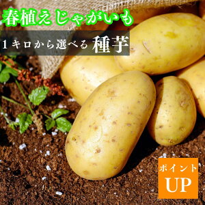 10kg 種芋 トヨシロ M玉 とよしろ じゃがいも ジャガイモ 栽培用 春 
