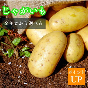 y|Cg2{zn鏒 Y Ⴊ 2kg 5kg 10kg IׂTCY 󂠂zNzN_YWKC ɕ֗ ytŒ pƖpɂ