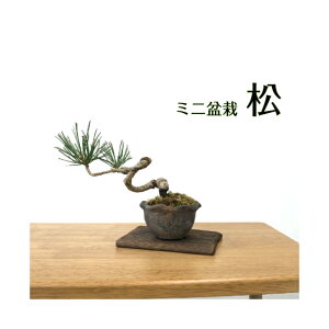 ミニ 盆栽 インテリアの人気商品 通販 価格比較 価格 Com