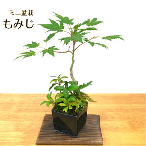もみじ ミニ盆栽 盆栽 植木の人気商品 通販 価格比較 価格 Com