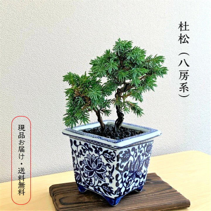 楽天市場】杜松 盆栽 ミニ盆栽 常緑 八房系 小さな葉 細かい葉 空間を 