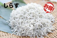 しらす干し 釜揚げしらす ちりめん 冷凍 1kg 1キロ 1k 1箱 知多半島産 シラス しらす 送料無料 業務用 お…