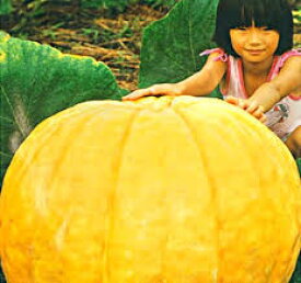 かぼちゃ アトランティック ジャイアント ハロウィンでお馴染みの超巨大カボチャ 野菜タネ 種 タネ 園芸ネット 本店 通販 Engei Net