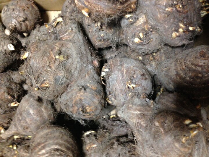 楽天市場 里芋種子 八ッ頭芋 1kg 赤茎 里芋 縁起物 千本ズイキ 吉谷農芸 楽天市場店