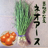 【予約商品　10月～11月発送開始】玉ねぎ苗　中晩性　ネオアース【ネオアース苗】【玉ねぎ苗】【玉ねぎ苗…