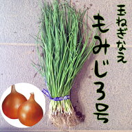 【予約商品　10月～11月発送開始】玉ねぎ苗　晩生　もみじ3号　【七宝交配】【作りやすい】