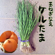 【予約商品　10月～11月発送開始】玉ねぎ苗　晩性　ケルたま　　【玉ねぎ苗】 【玉ねぎ苗　ケルたま】【…