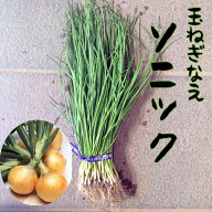 【予約商品　10月～11月発送開始】玉ねぎ苗　　ソニック　早生　【タマネギ苗】【玉ねぎ苗　ソニック】【…