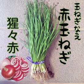 楽天市場 玉ねぎ苗の通販