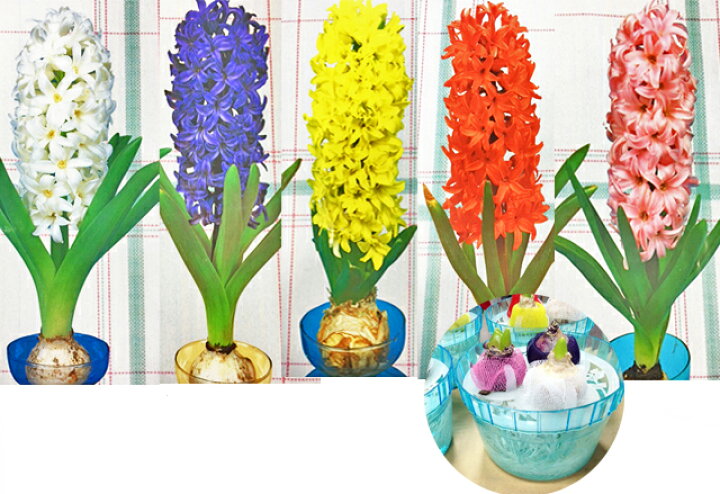 楽天市場 ヒヤシンス球根 水耕栽培用 特大球 16 18cm 5球セット 選べるカラー ヒヤシンス球根 売れ筋 吉谷農芸 楽天市場店 楽天市場 ヒヤシンス球根 水耕栽培用 特大球 16 18cm 5球セット 選べるカラー ヒヤシンス球根 売れ筋 吉谷農芸 楽天市場店