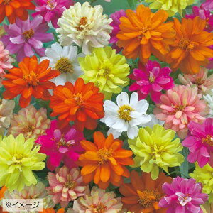 �Ԏ�@NL300 �S���� �U�n���_�u���~�b�N�X ���� [FZN830]�y�Ԃ̎�z�y�^�L�C�̃^�l�z�y�K�[�f�j���O�z