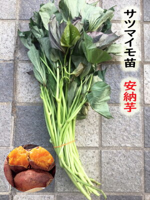 楽天市場 野菜苗 春苗 サツマイモ苗 安納芋 吉谷農芸 楽天市場店