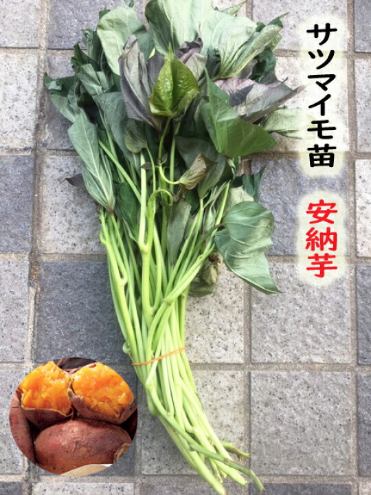 楽天市場 22年 予約商品 安納芋苗 10本 サツマイモ切苗 芋ズル 野菜苗 薩摩芋苗 安納芋苗 イモズル サツマイモ苗 吉谷農芸 楽天市場店