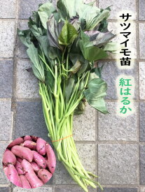 楽天市場 紅はるか 苗の通販
