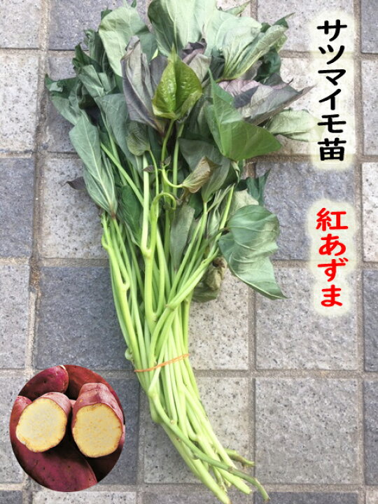 紅あずま 苗 1,200本