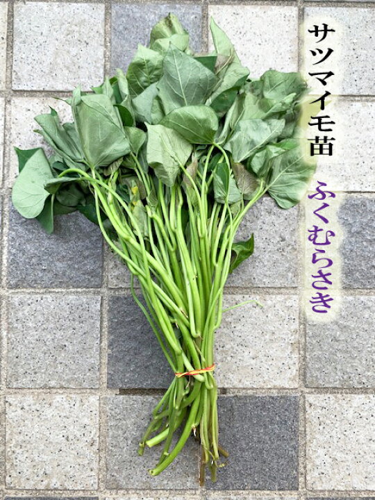 楽天市場】【2024年 予約商品】ふくむらさき 紫芋 10本 サツマイモ切り 