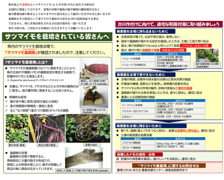 楽天市場】【2024年 予約商品】シルクスイート 10本 サツマイモ 