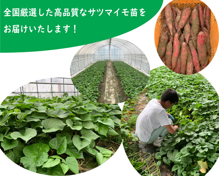 楽天市場】【2024年 予約商品】ふくむらさき 紫芋 10本 サツマイモ切り 