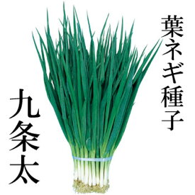 楽天市場 九条ネギ 苗の通販