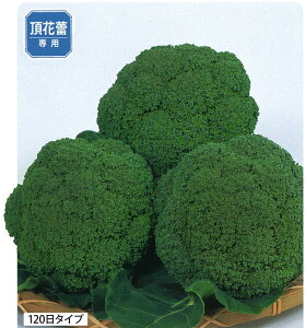 Oh[@ubR[q@y؎qz@yTJ^̃^lzyubR[̎z